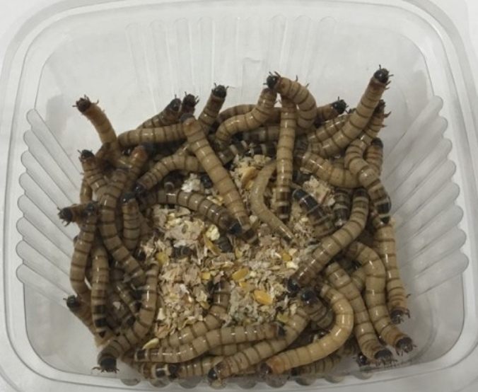 Gusanos vivos (zophobas)