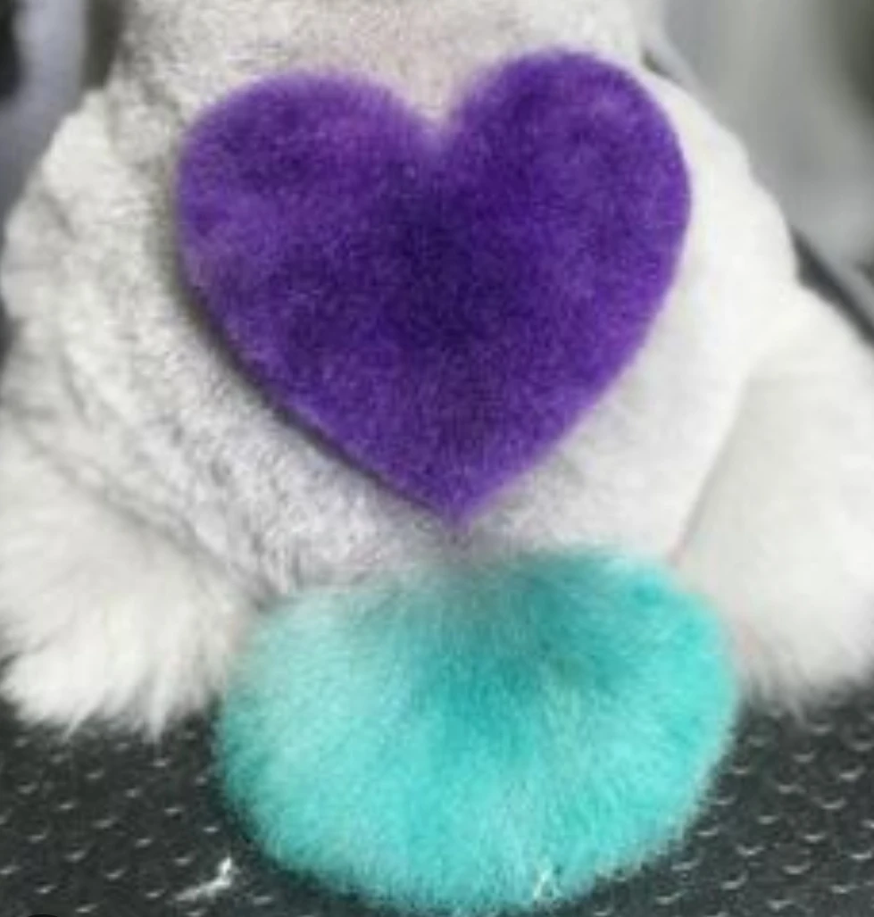 Pelaje blanco con corazones de colores morado y turquesa