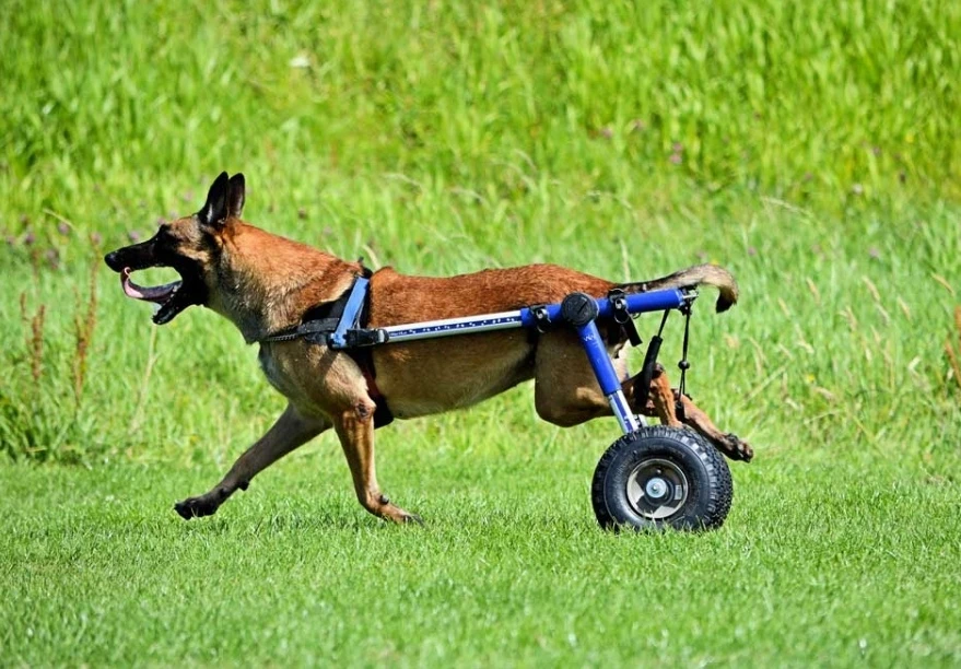 Perro corriendo con su silla de ruedas