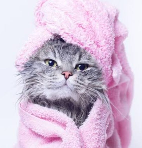 Gato envuelto en una toalla rosa después del baño